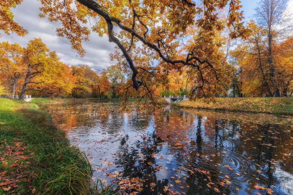 Дождь из желудей