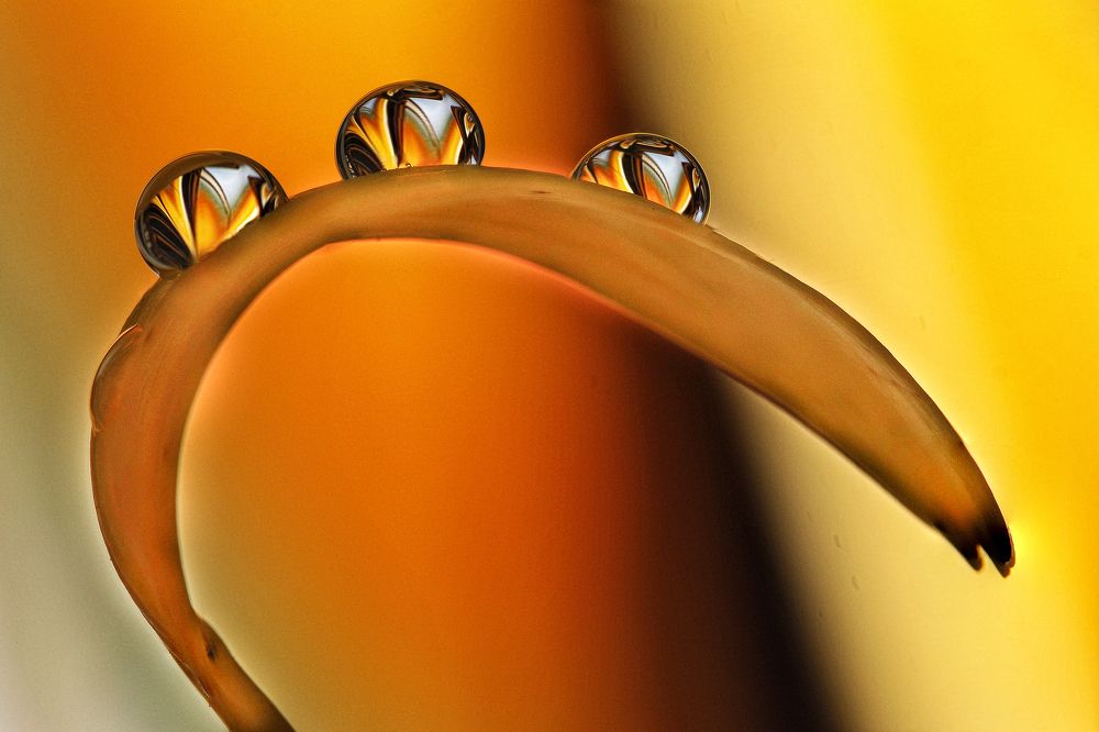 Photograph by António Manuel de Pereira