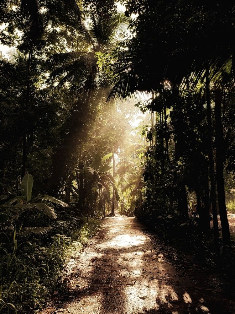 Sun light through the trees