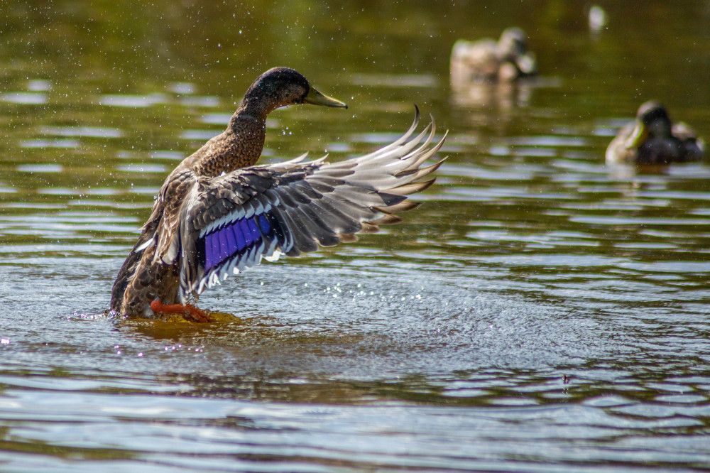 Photograph by Дима Захаров