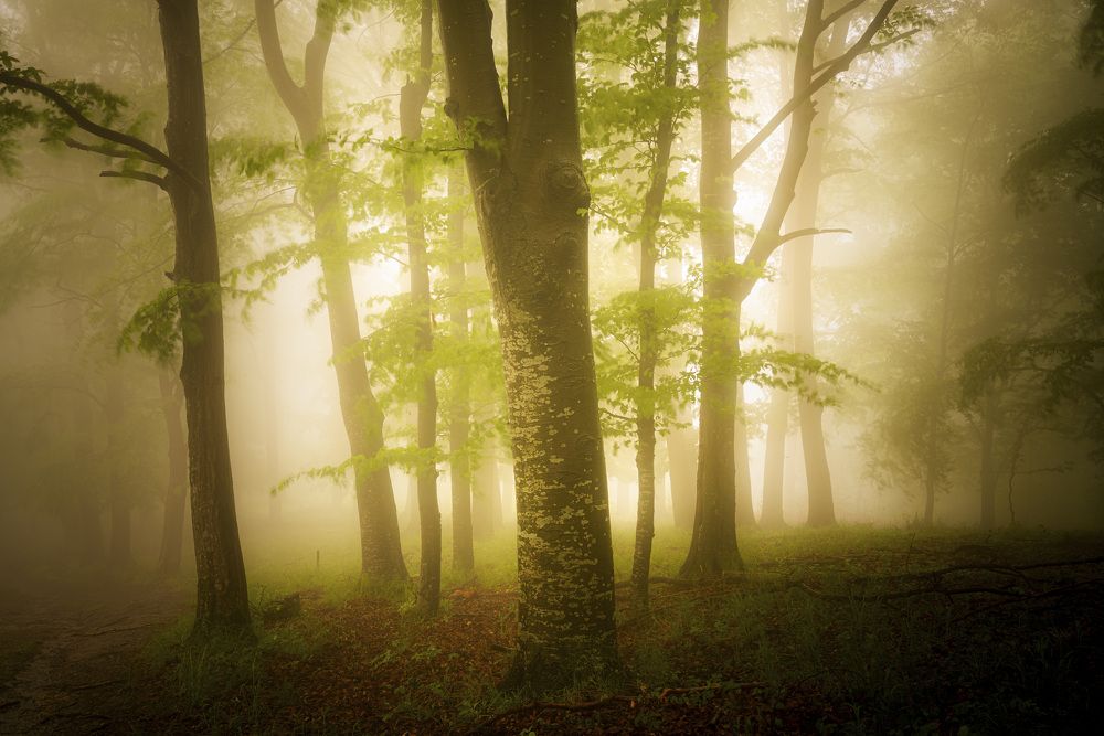 Photograph by Stan Cosmin