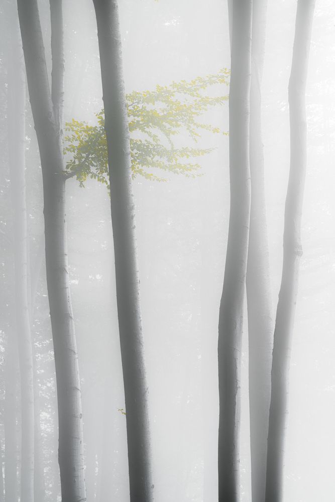 Photograph by Stan Cosmin