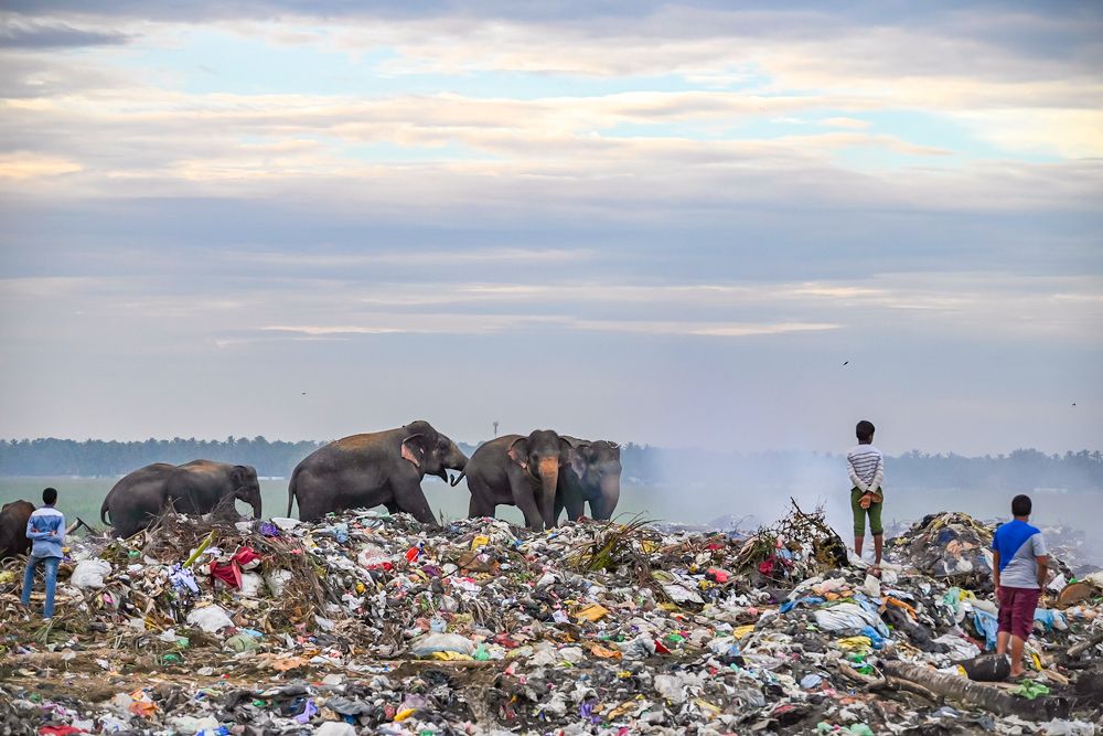 Human crime against to animal.