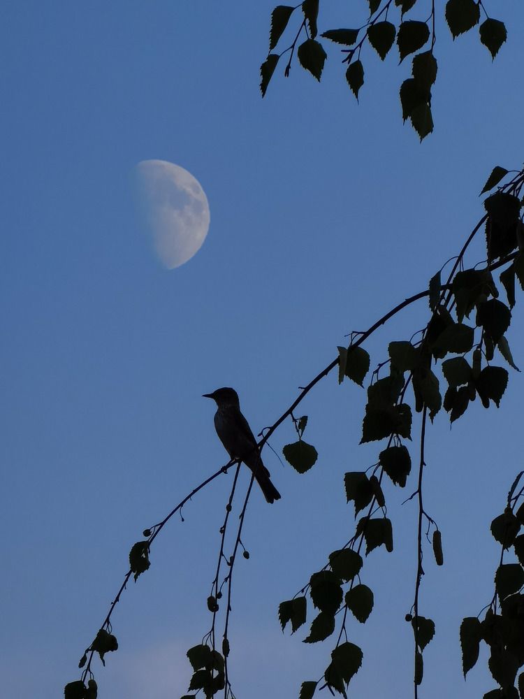 Фотография автора Chdv