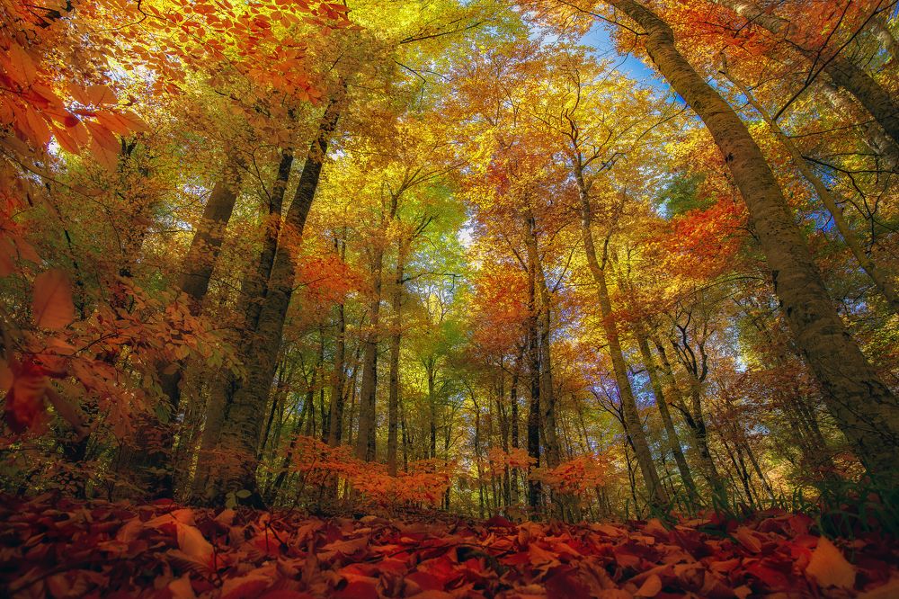 Photograph by Murat TOPAL