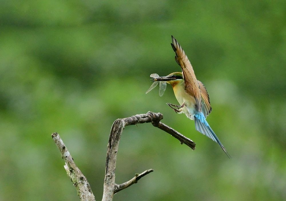 Photograph by Uddika Amarasinghe