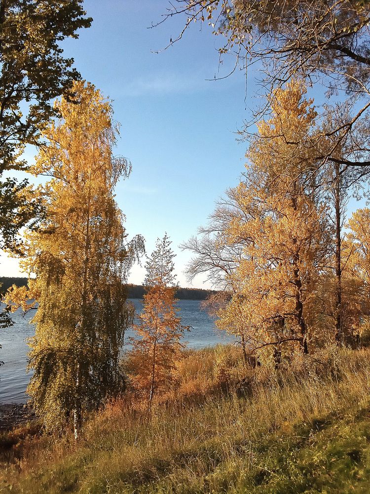 Невские берега