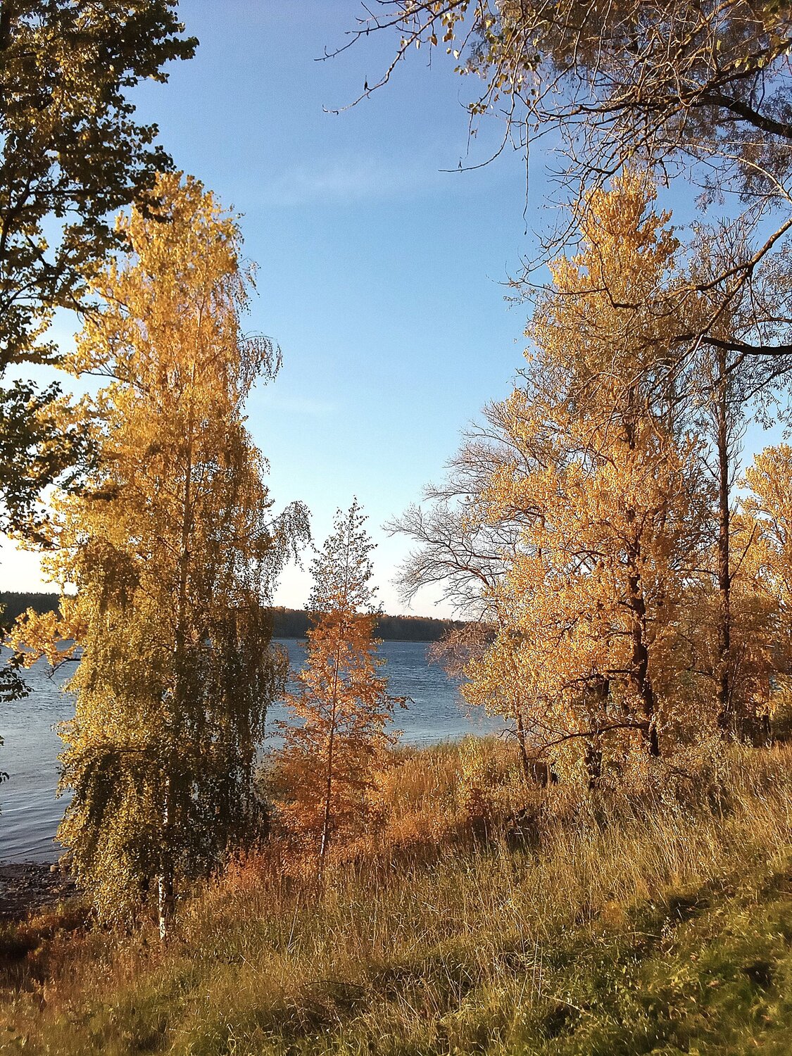 Невские берега
