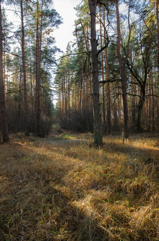 Photograph by Александр Щербаков