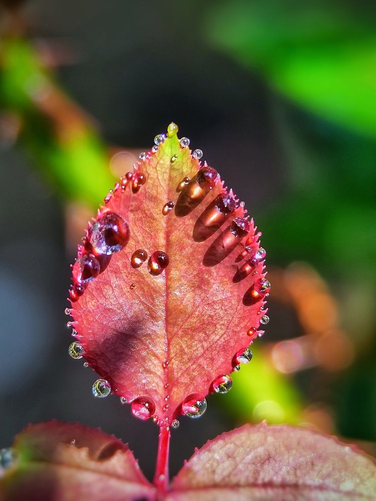 Photograph by Mamta Kandar