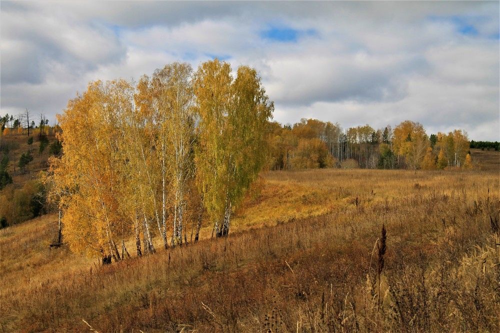 Берёзки на склоне.