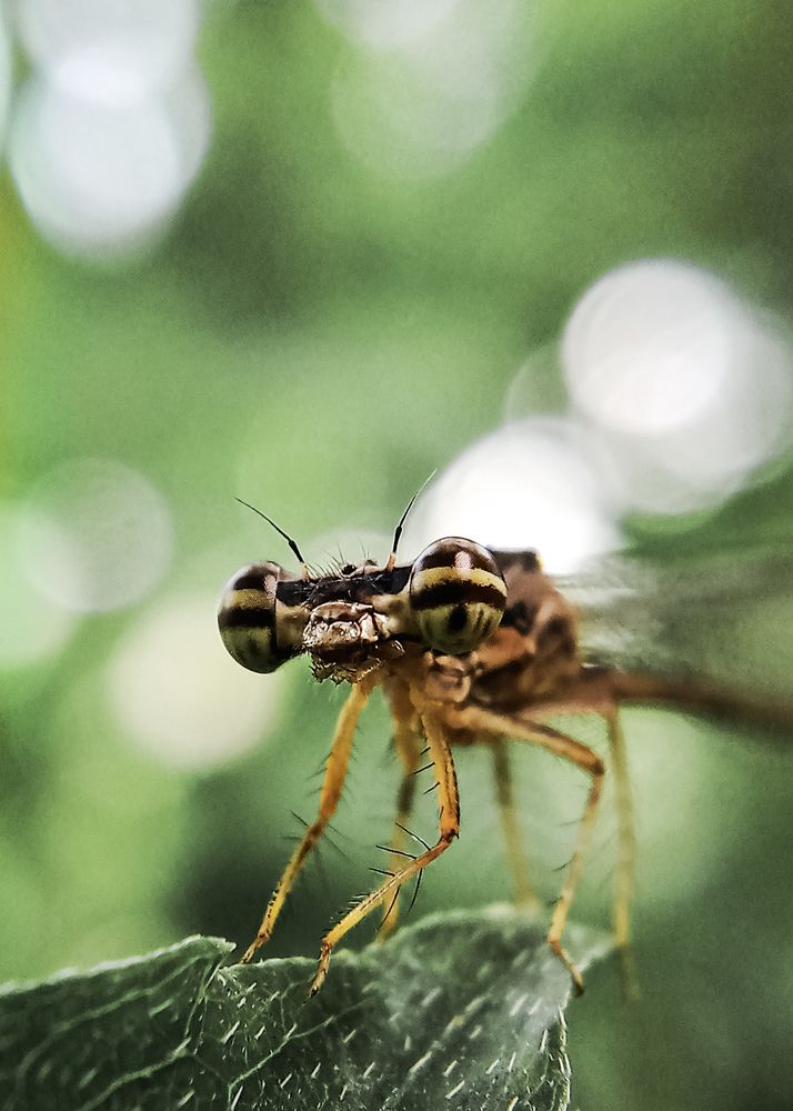 Copera marginipes