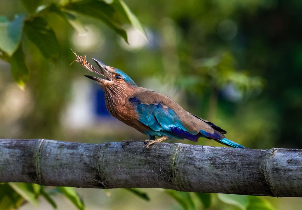 Indian Roller with its prey.