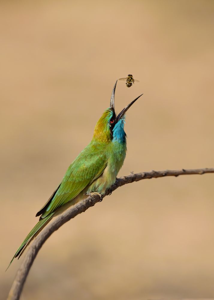 Last moment of a bee