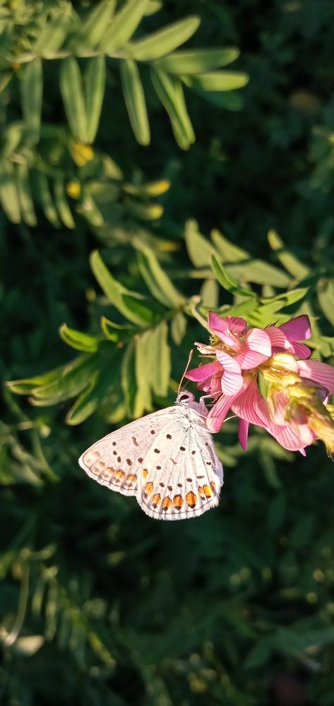 Photograph by Roghayeh Danandeh