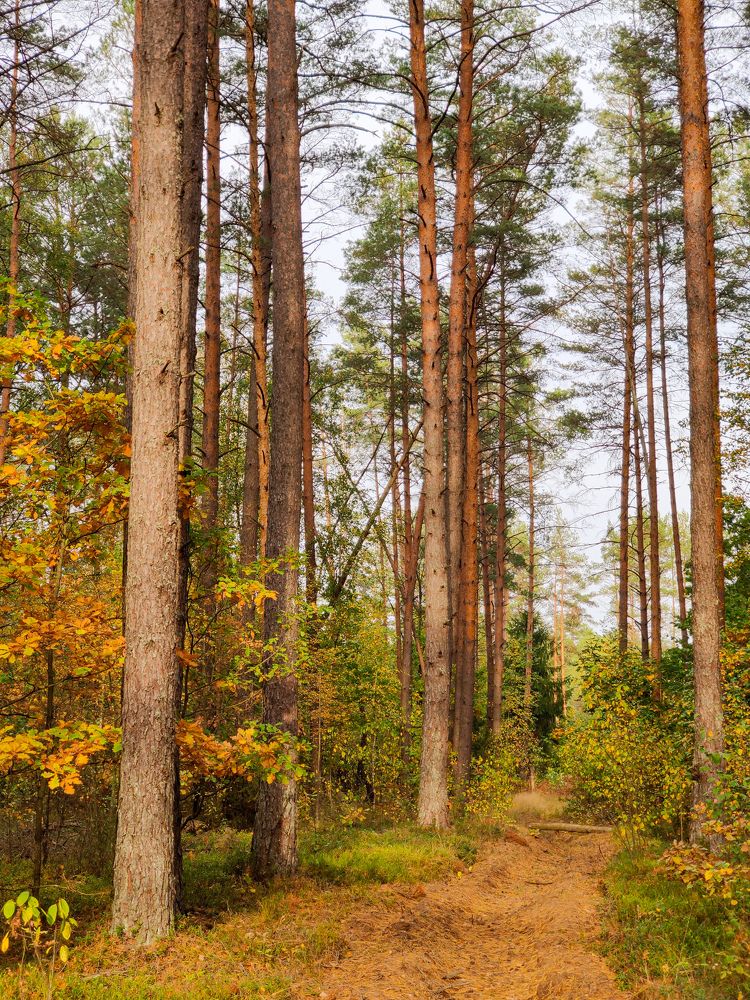 Photograph by Елена Башмакова