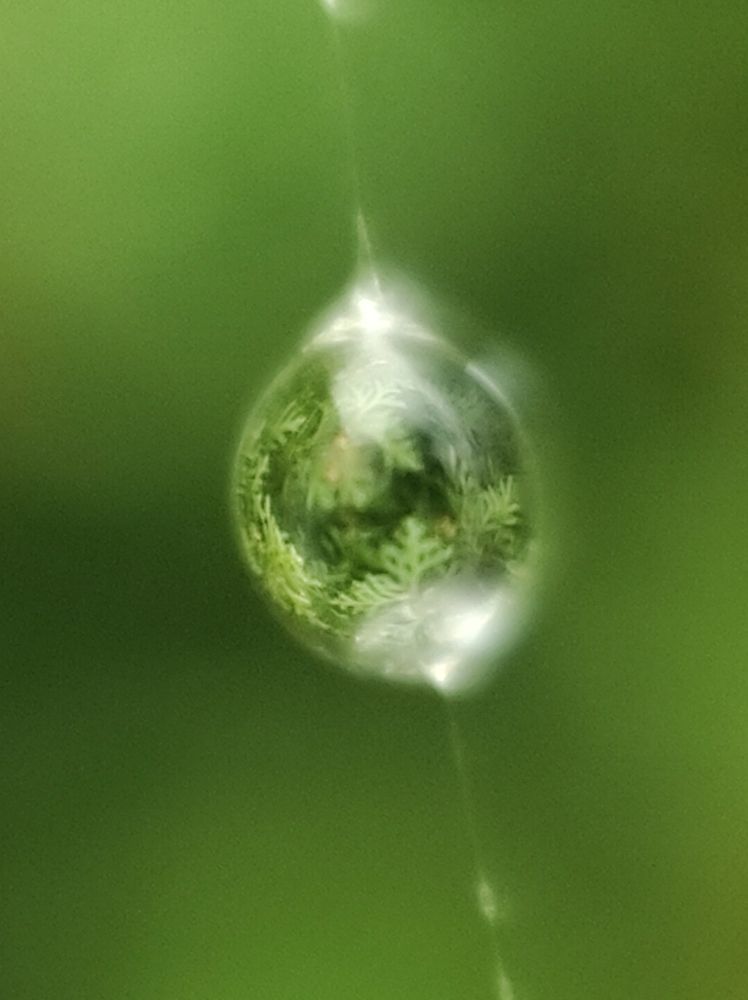 Капля на паутинке.