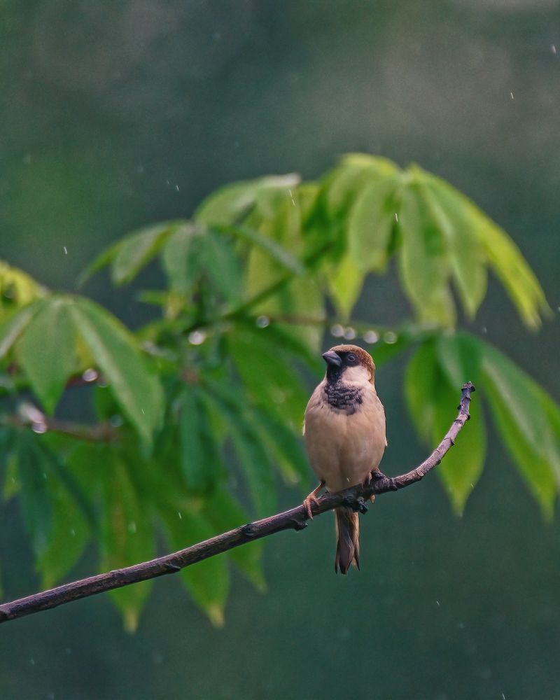 Indian Male Sparrow