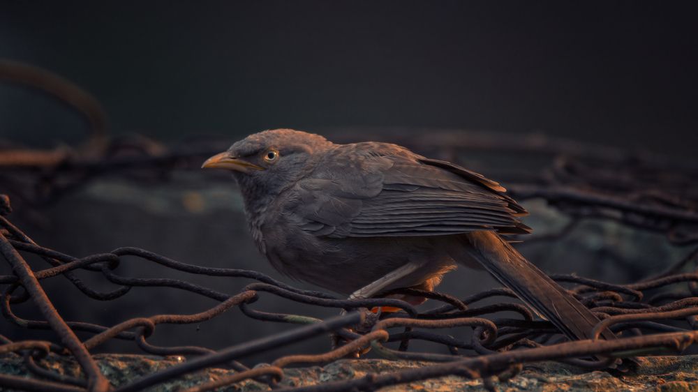 Jungle babbler
