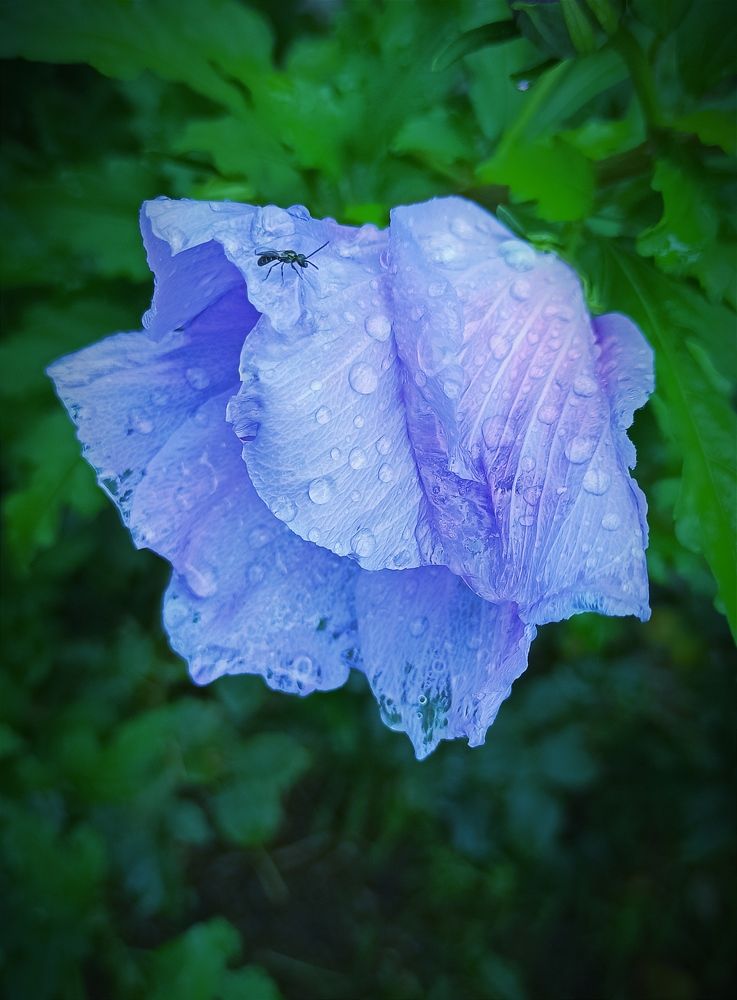 Photograph by Оксана Дмитриева