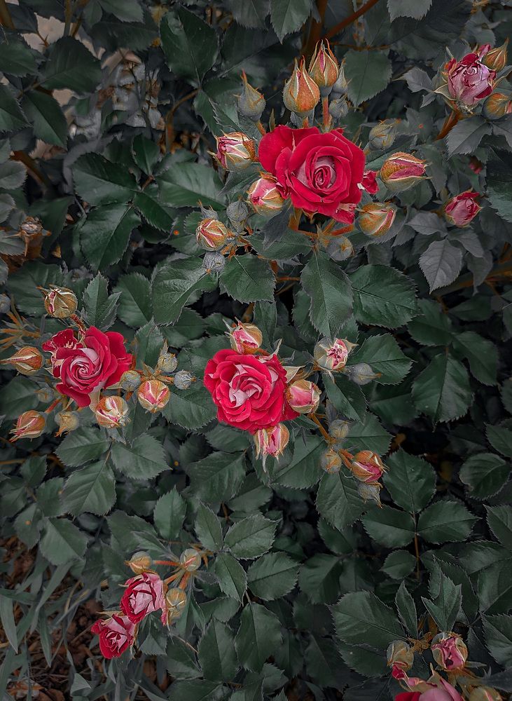 Photograph by Оксана Дмитриева