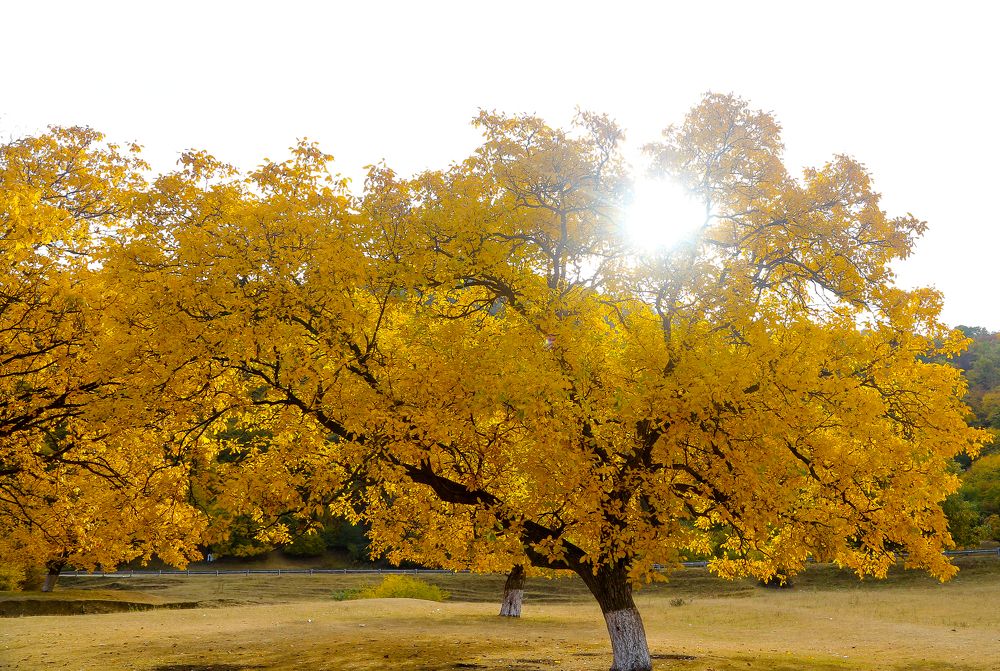 Photograph by Зиявдин Шашуев