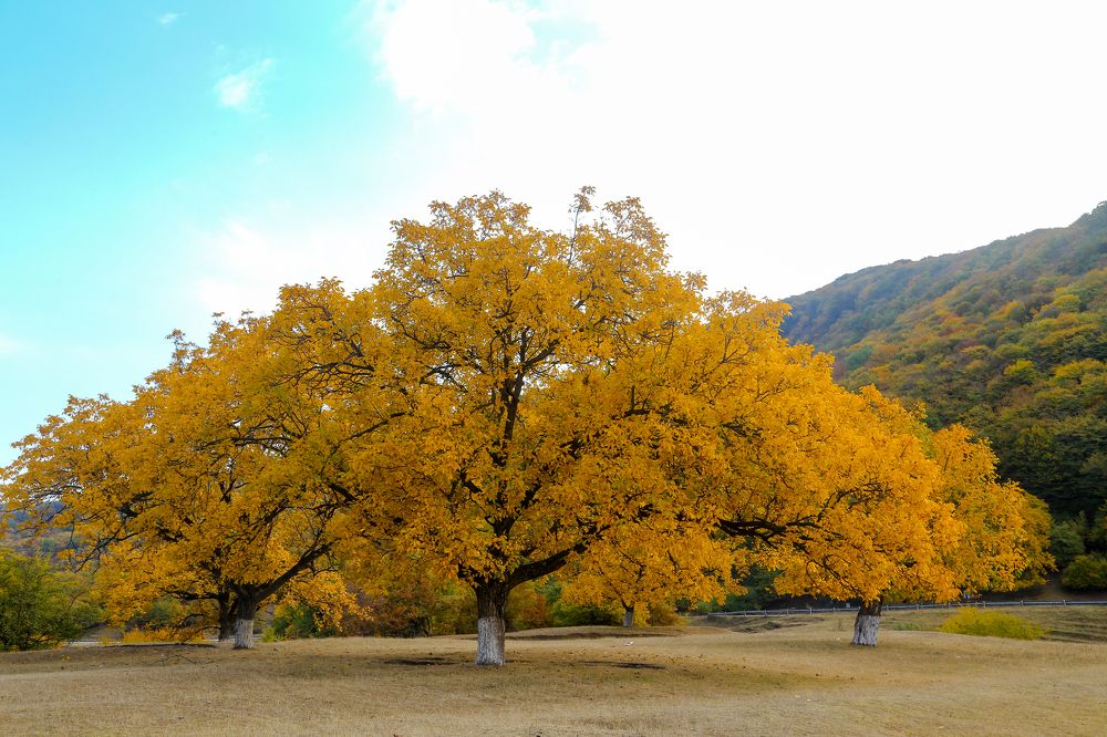 Photograph by Зиявдин Шашуев