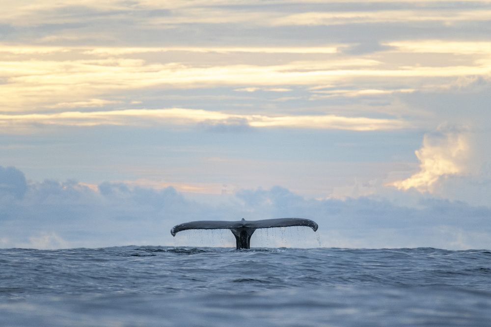 Whales in the Clouds