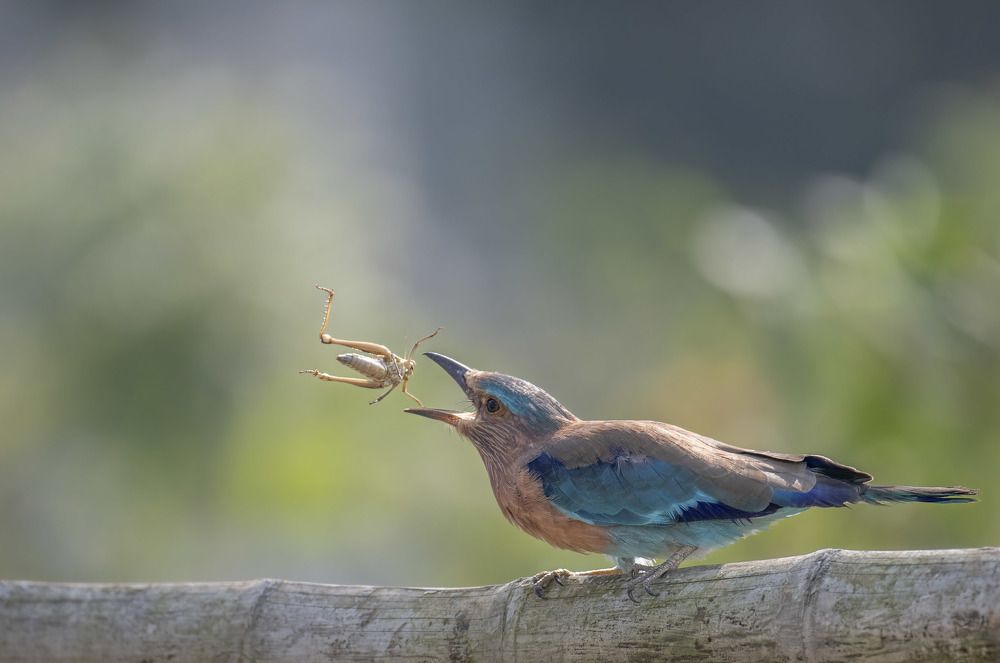 Фотография автора Sunny Saha Pramanick