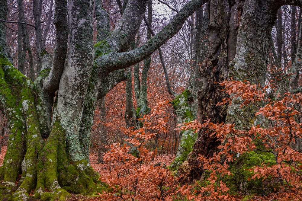 Photograph by Александр Воронов