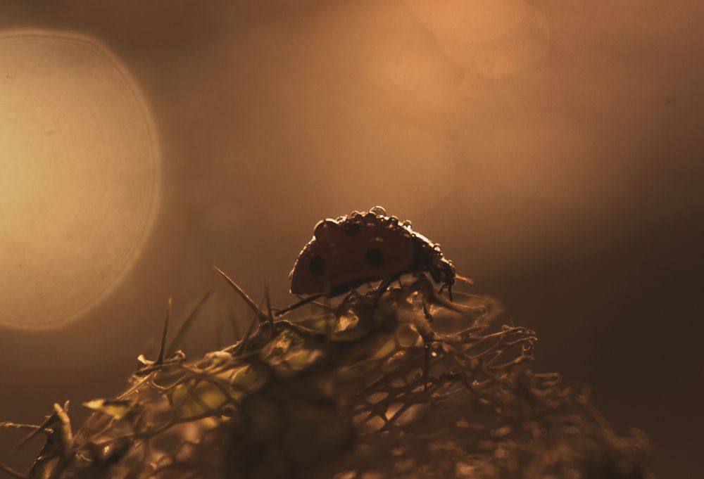 Photograph by Наталья Быстрая