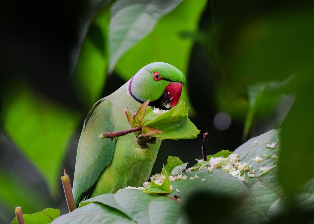 what are you looking at? Did you eat like me? Ah what a taste !! Ray will not share the taste.