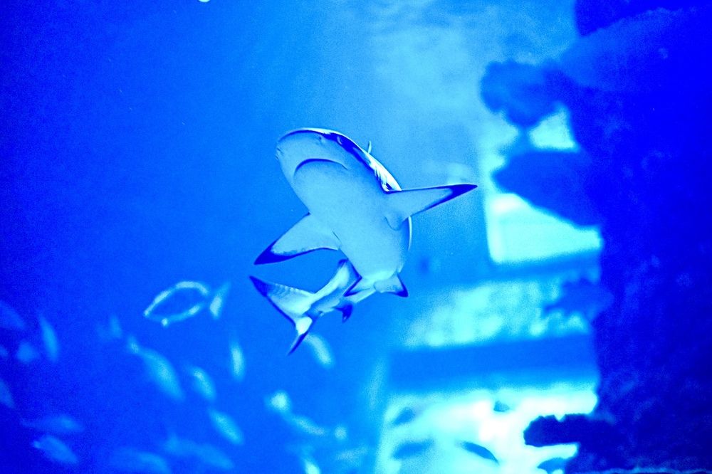 Photograph by Mina Saweris