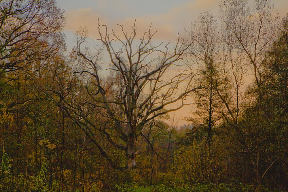 Photograph by Ольга Багрова