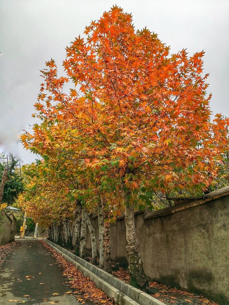 Фотография автора Zahra Seyedmorti