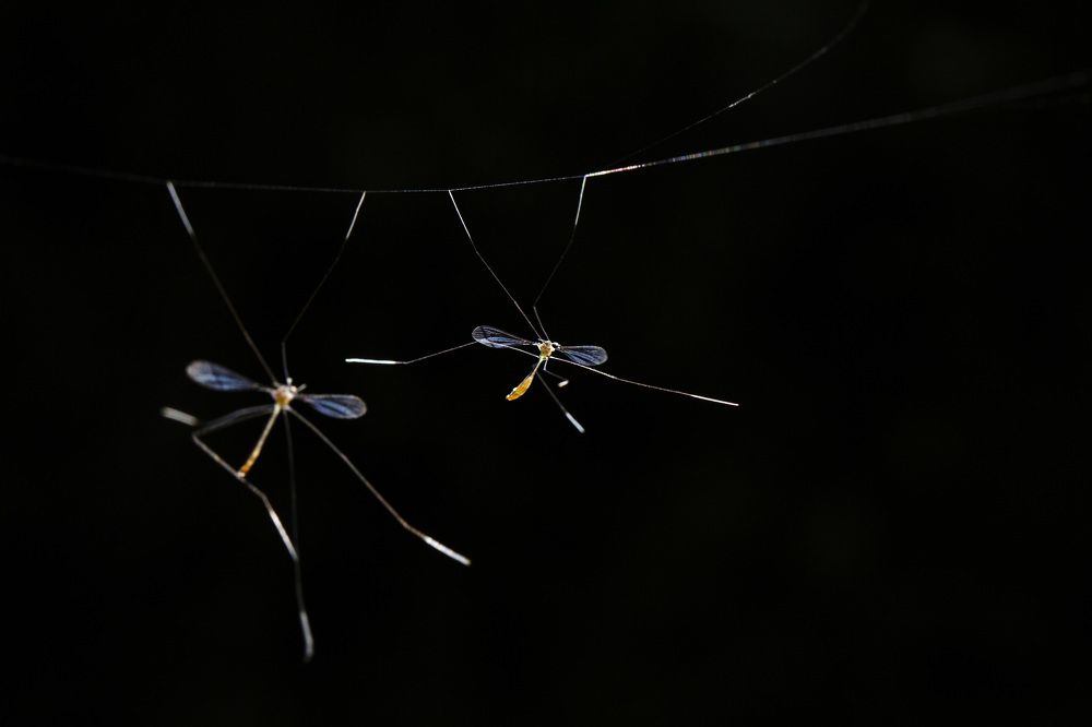 Photograph by Partha Chakraborty