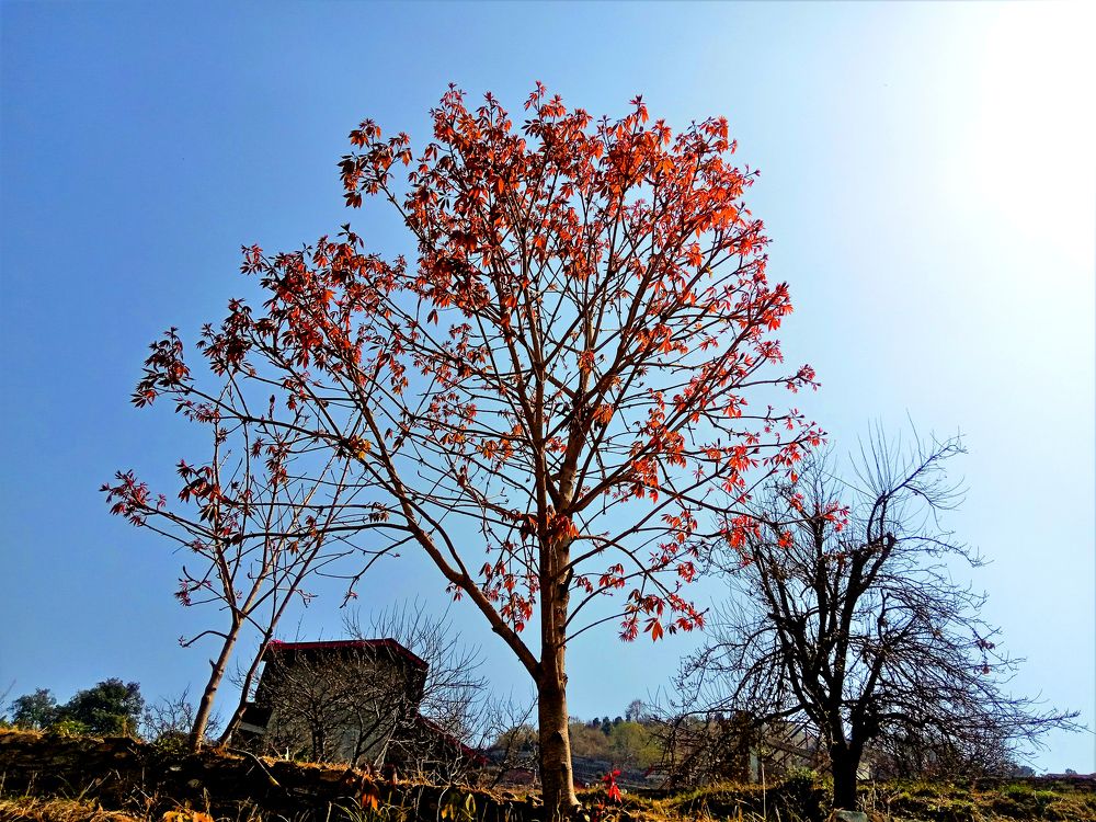 Photograph by Ritu Dinkar