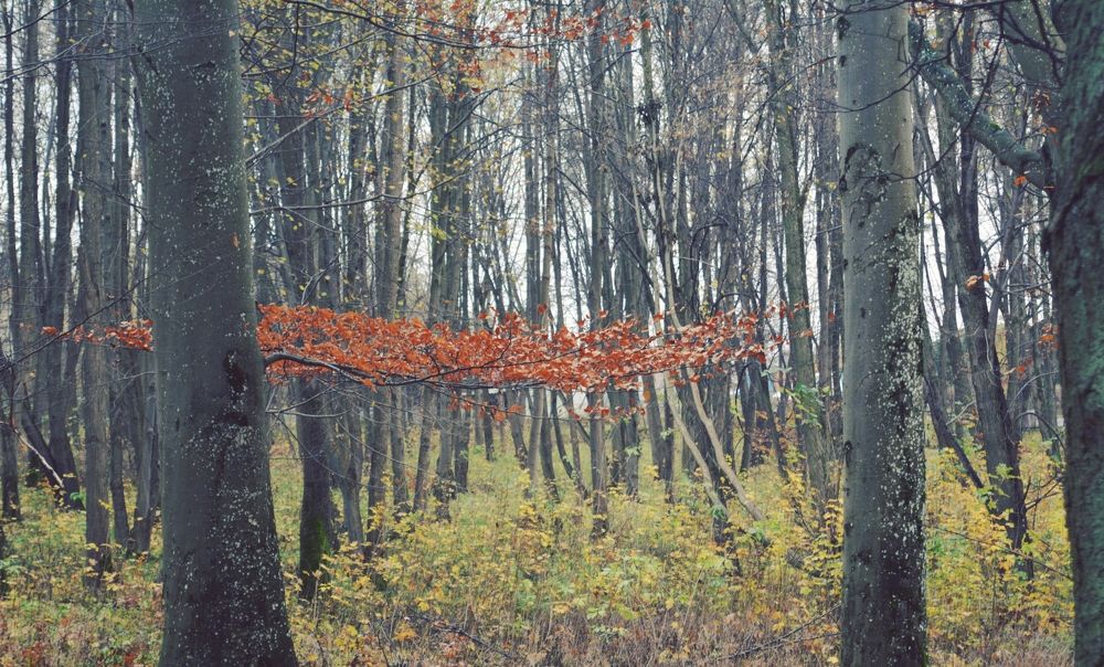 Photograph by Александр Борисович Шкурат