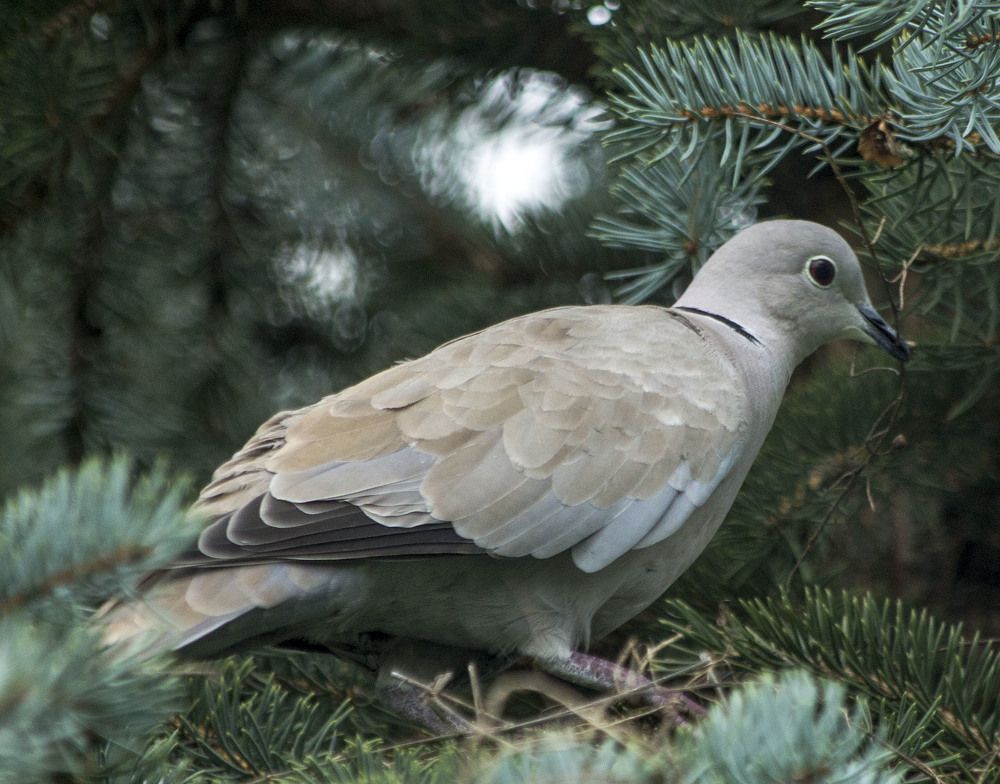 Photograph by Людмила Крышковец