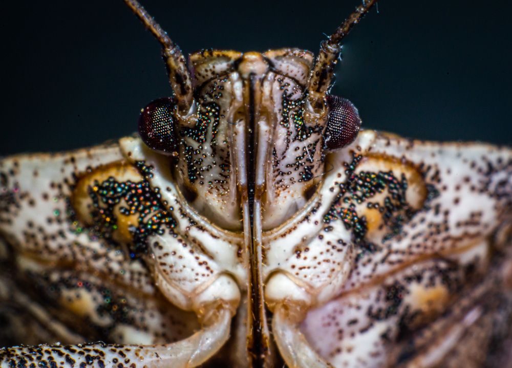 Фото на паспорт