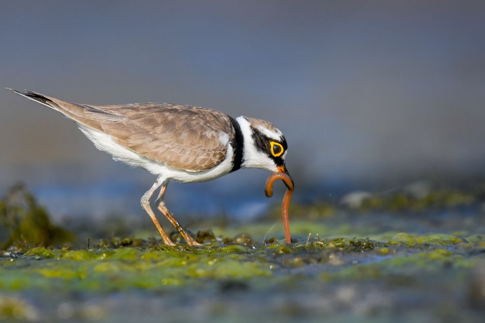 Фотография автора Pranab Kumar das