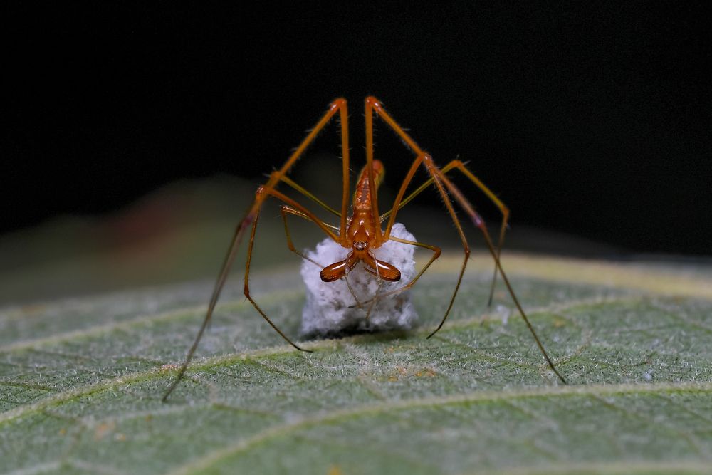 Фотография автора Pranab Kumar das