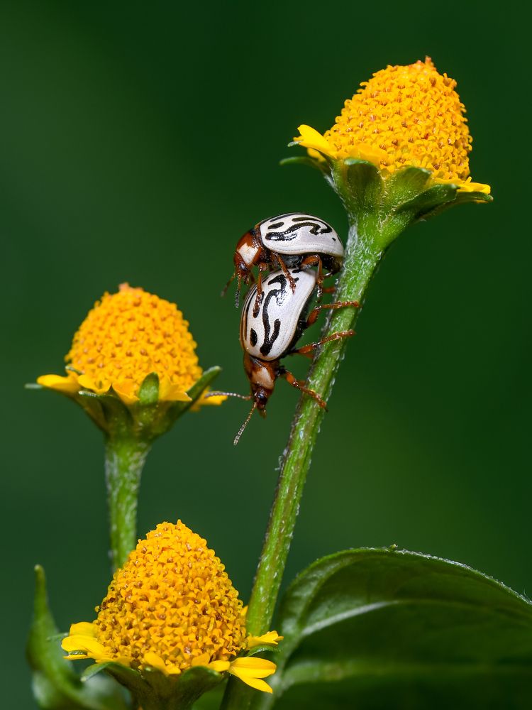 Фотография автора Pranab Kumar das