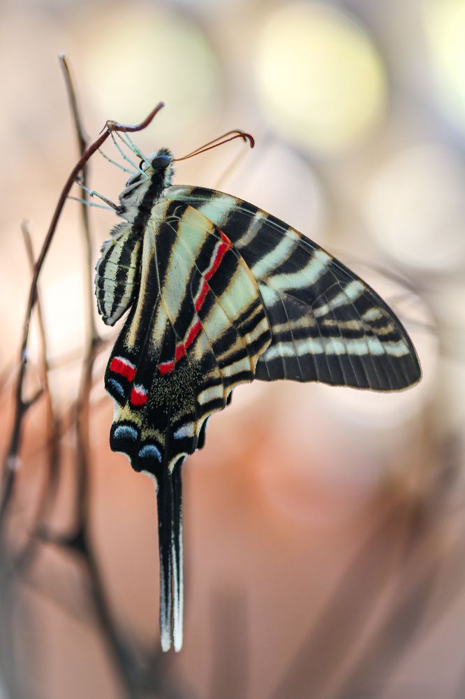 Photograph by Olga von Dahm