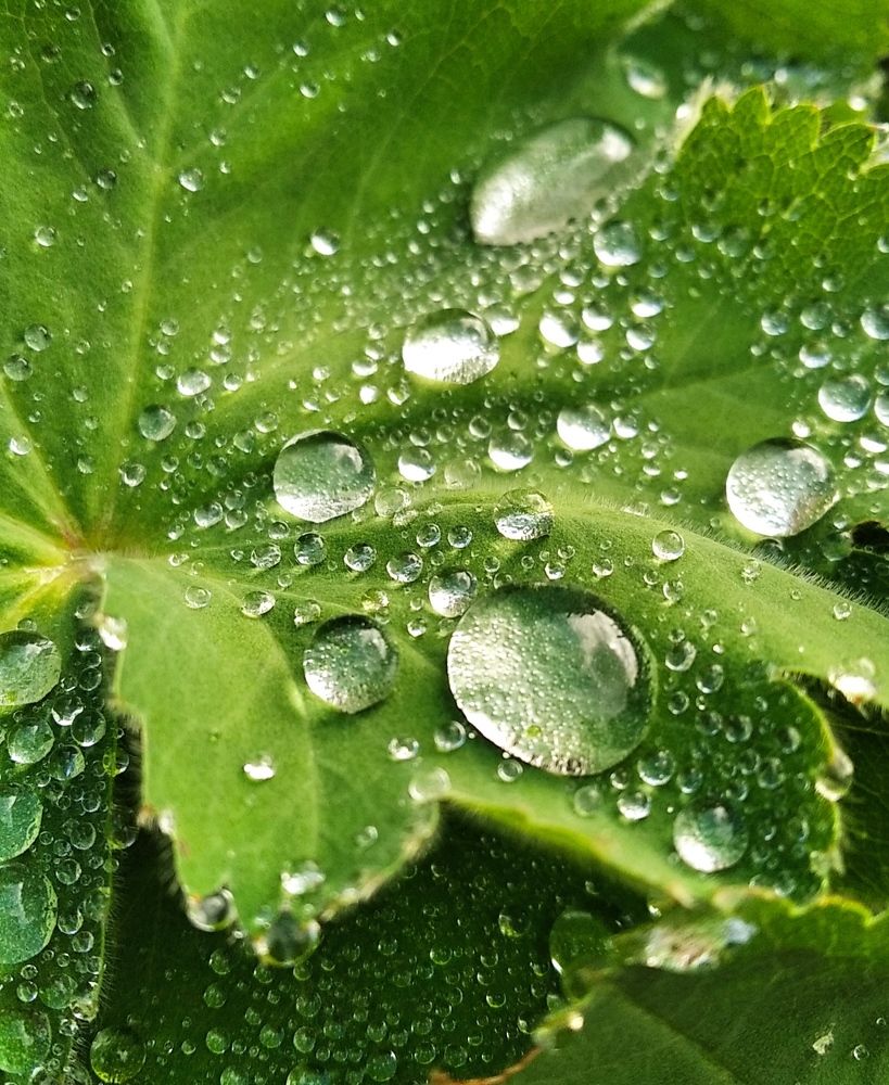 Капельки дождинки .