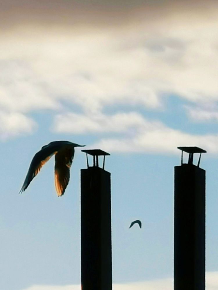I'm flying away