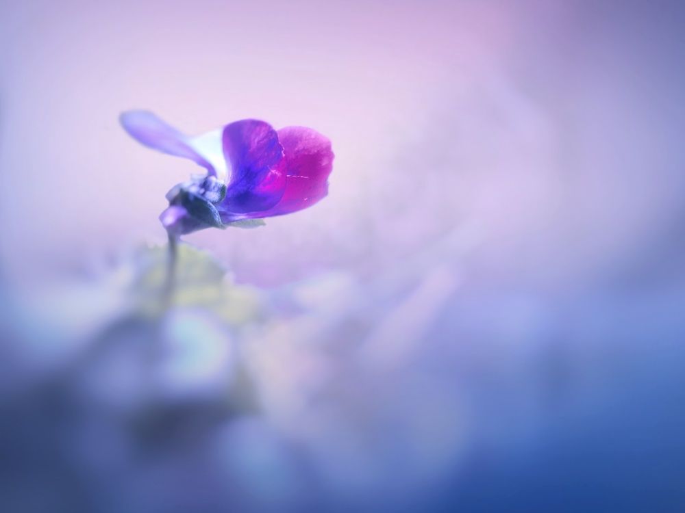 Photograph by Дарья Вега