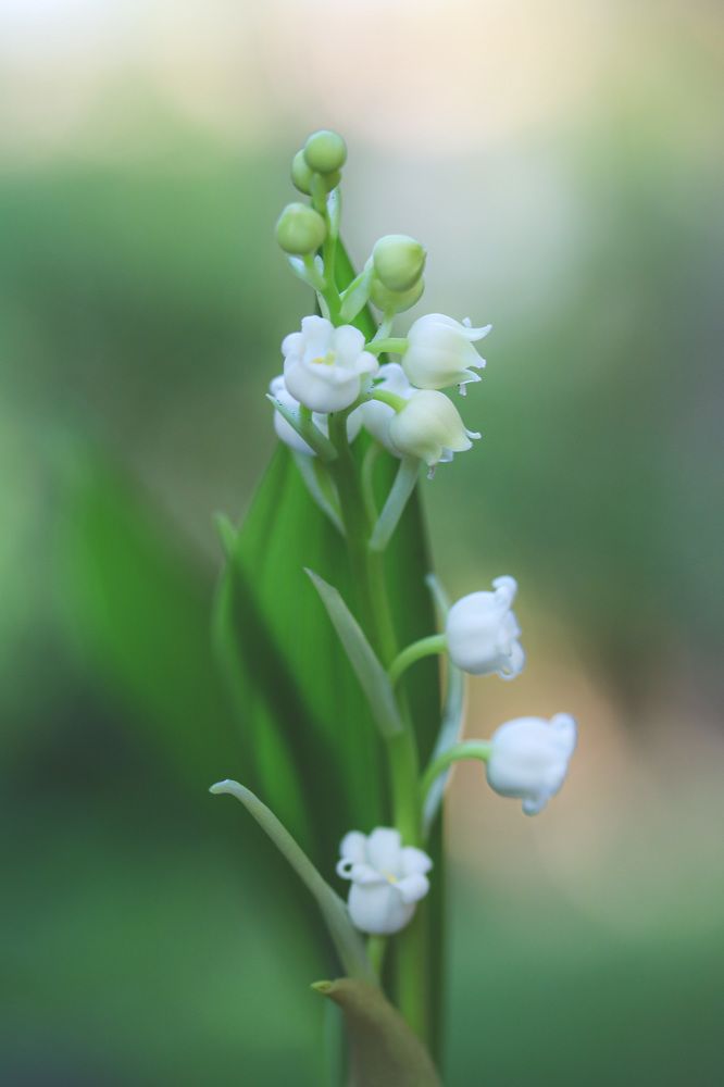 Photograph by Olga von Dahm