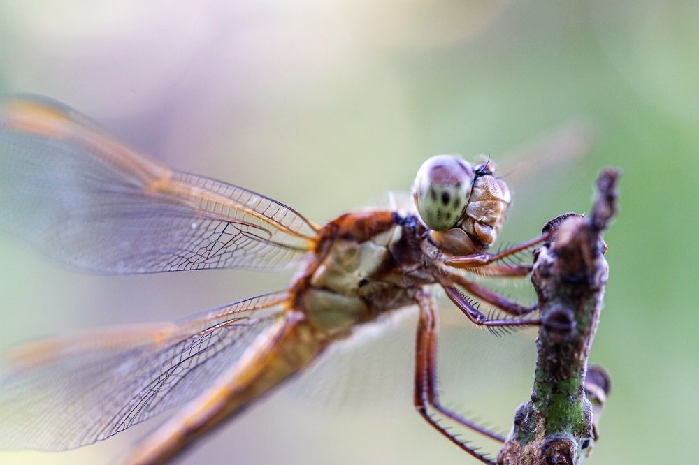 Photograph by Olga von Dahm