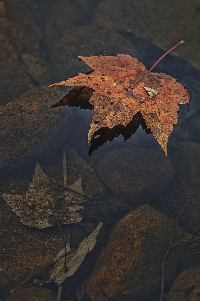 Photograph by Marc-Alain Ferragne